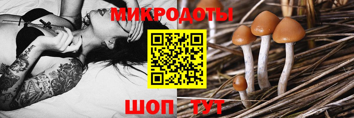 Галлюциногенные грибы Psilocybe Холмск